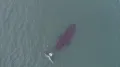 Гренландский кит (Balaena mysticetus) в движении