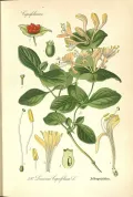 Жимолость каприфоль (Lonicera caprifolium). Ботаническая иллюстрация