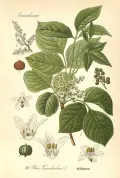 Токсикодендрон пушистый (Toxicodendron pubescens). Ботаническая иллюстрация
