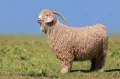 Ангорская порода коз 