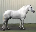 Першеронская порода лошадей
