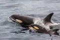 Косатка (Orcinus orca) с детёнышем