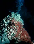 Гидротермальная фауна
