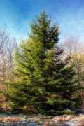 Ель красная (Picea rubens). Общий вид
