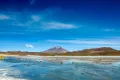 Фламинго Джеймса на озере Лагуна-Эдионда в котловине Альтиплано (Боливия)