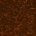 Первичная монослойная клеточная культура нейронов мыши в поле зрения флуоресцентного светового микроскопа