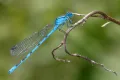 Стрелка голубая (Enallagma cyathigerum)