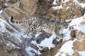 Снежный барс (Panthera uncia)