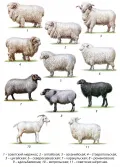 Породы овец и коз