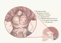 Схема строения четверохолмия