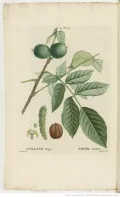 Грецкий орех (Juglans regia). Ботаническая иллюстрация