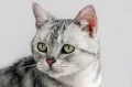 Американская короткошёрстная кошка. Морда