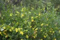 Жасмин кустарниковый (Jasminum fruticans) Жасмин кустарниковый (Jasminum fruticans)