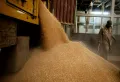 Выгрузка пшеницы на мукомольном заводе