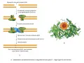 Механизм негомологичного соединения концов и структура Ku-антигена