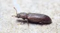 Блестящий жук-пороховник (Lyctus cavicollis)