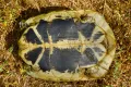 Пластрон балканской черепахи (Testudo hermanni)