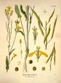 Рапс (Brassica napus). Ботаническая иллюстрация