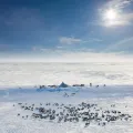 Арктика. Стойбище ненцев в Гыданской тундре