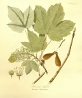 Клён белый (Acer pseudoplatanus). Ботаническая иллюстрация
