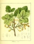 Фис­таш­ка на­стоя­щая (Pis­tacia vera). Ботаническая иллюстрация