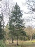 Ель шероховатая (Picea asperata)