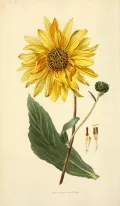 Подсолнечник красностебельный (Helianthus Atrorubens). Ботаническая иллюстрация: Уильям Кларк
