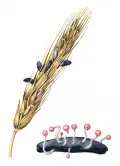 Спорынья пурпурная (Claviceps purpurea) на ржи