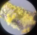 Пыльца растений под микроскопом