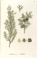 Кипарис вечнозелёный (Cupressus sempervirens). Ботаническая иллюстрация