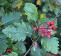 Рябина промежуточная (Sorbus intermedia). Плоды