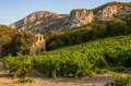 Виноградники в регионе Лангедок-Руссильон (Франция)