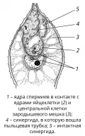 Двойное оплодотворение у скабиозы розоцветковой (Scabiosa rhodantha)