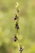 Офрис насекомоносная (Ophrys insectifera). Соцветие