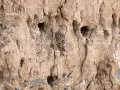 Каменный воробей (Petronia petronia). Гнездо