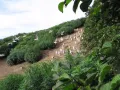 «Клуб», вытоптанный чайками среди зарослей ольхового стланика (остров Старичков, Россия)