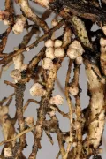 Корневые клубеньки на корнях растения из семейства бобовых