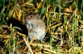 Полевая мышь (Apodemus agrarius) на стерне