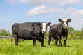 Голландская порода крупного рогатого скота   