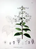 Гортензия метельчатая (Hydrangea paniculata). Ботаническая иллюстрация