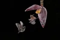 Длинноязыкие листоносы (Glossophaga soricina) у цветка банана (Коста-Рика)