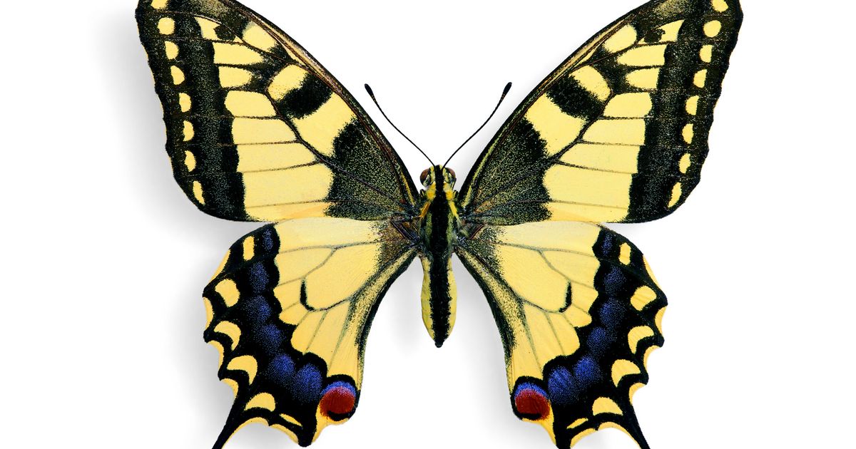 Махаон. Большая российская энциклопедия