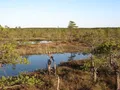 Грядово-озерковое верховое болото (Санкт-Петербург)