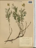 Астрагал Цингера (Astragalus zingeri)