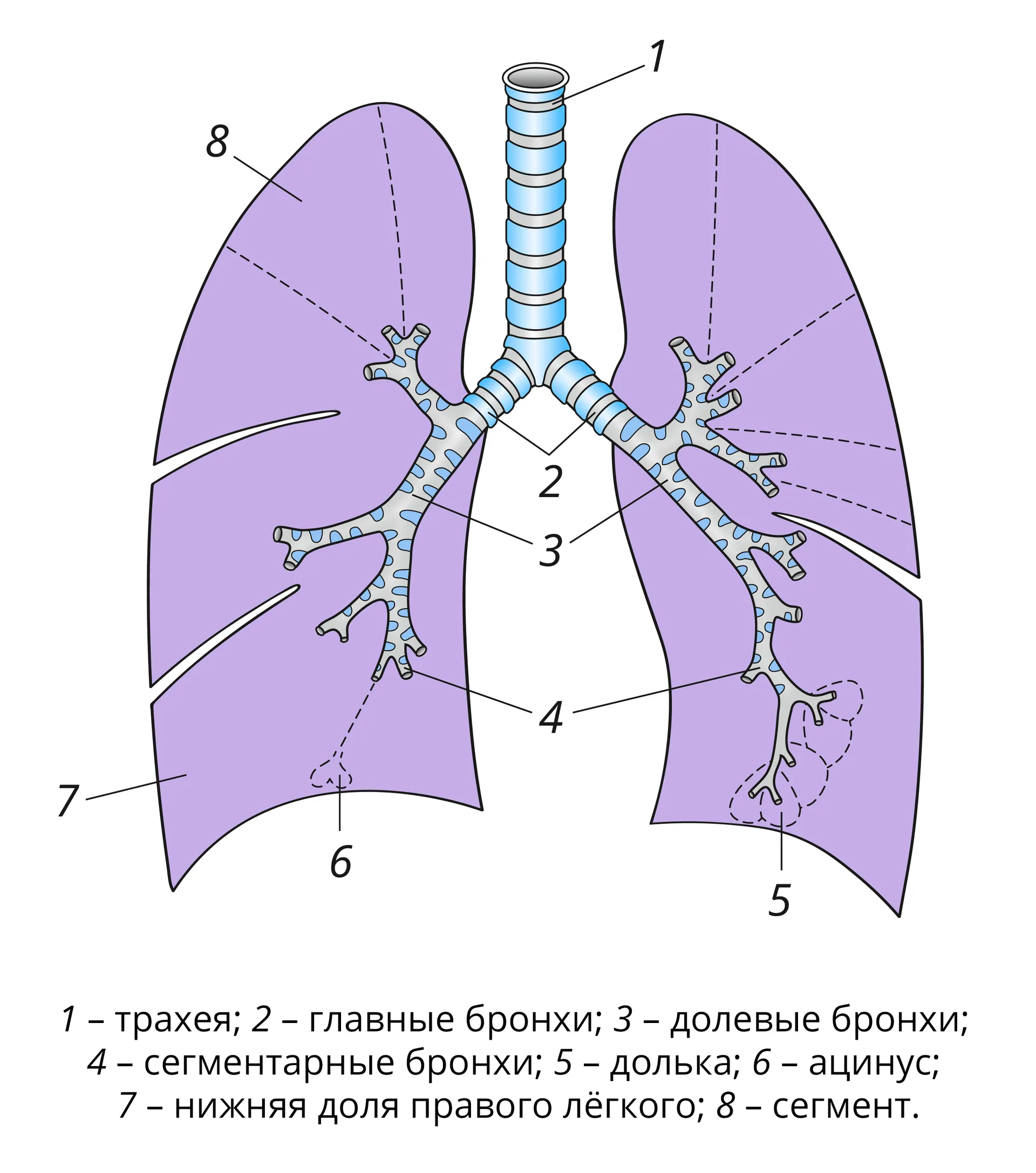 Фото схема легких