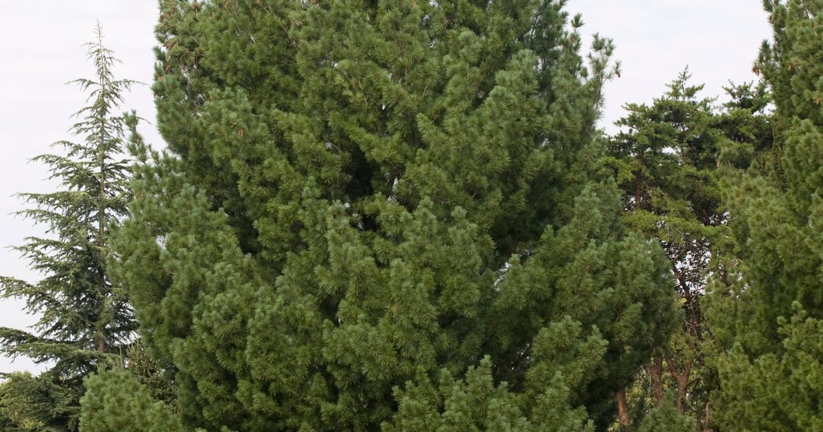 Сосна веймутова. Большая российская энциклопедия