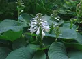 Хоста. Хоста Зибольда (Hosta sieboldiana).