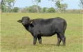 Азиатский буйвол (Bubalus arnee)
