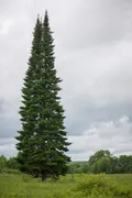 Пихта сибирская (Abies sibirica). Общий вид Пихта сибирская (Abies sibirica). Общий вид