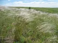 Ковыль перистый (Stipa pennata) 